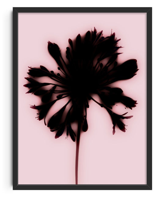 Blooming