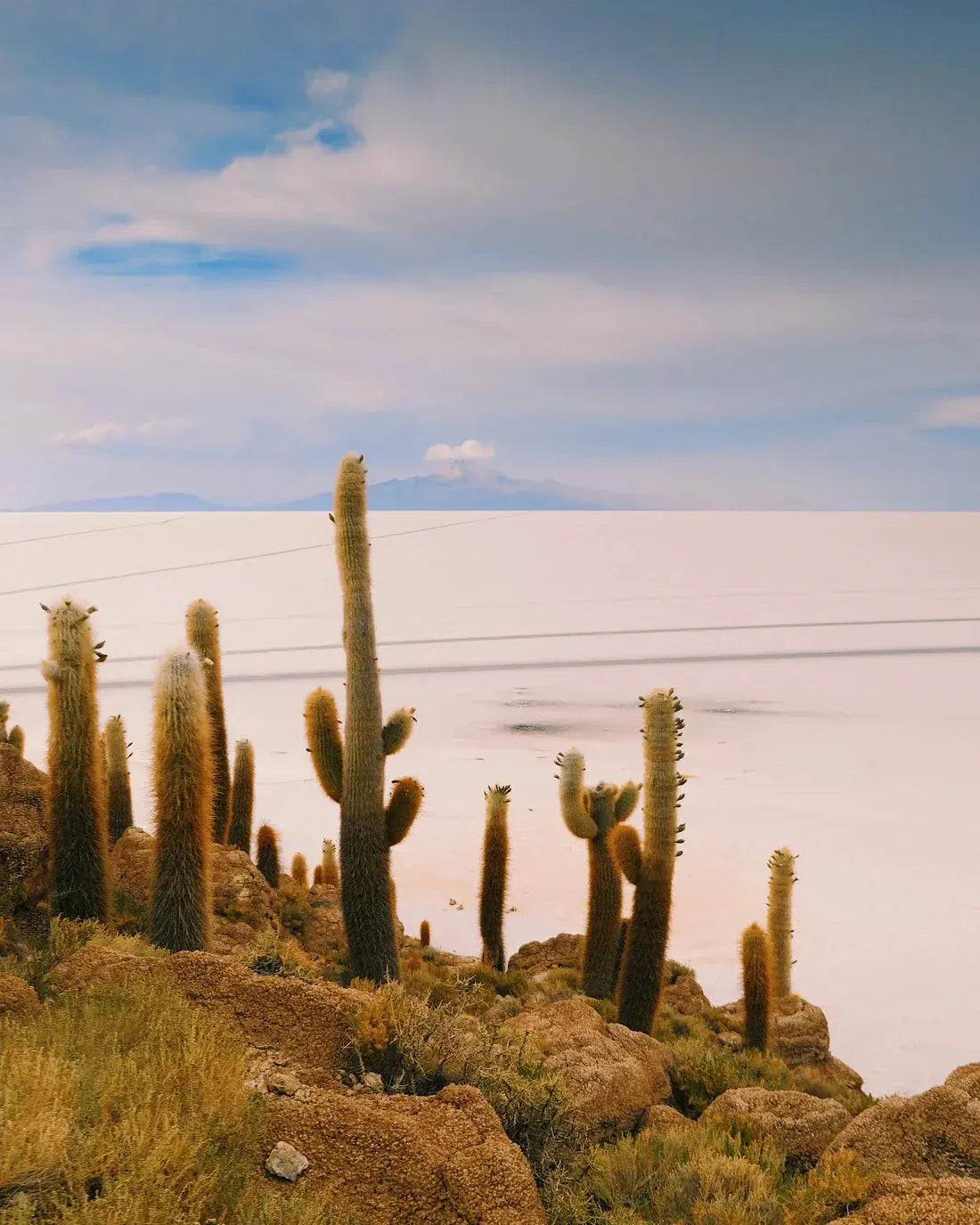 Salty Cacti contemporary wall art print by Mandy Sham - sold by DROOL