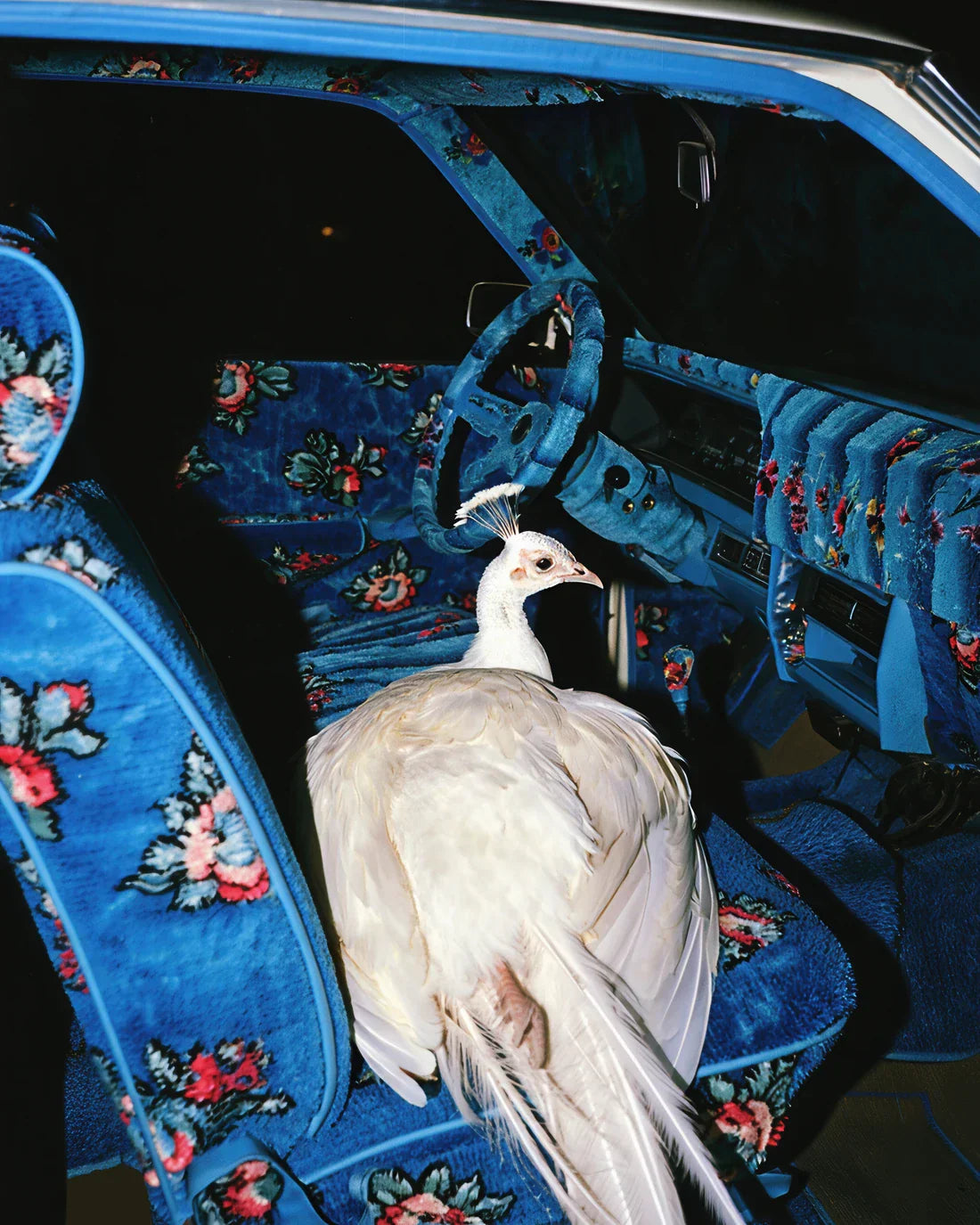 GO WHERE YOU GO. contemporary wall art print by Ces XC - sold by DROOL