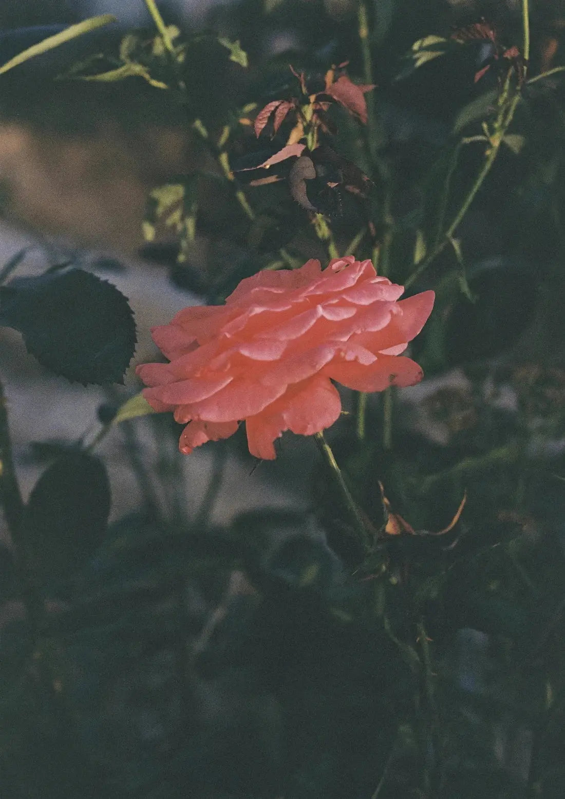 Thorn contemporary wall art print by Esther Galvan - sold by DROOL