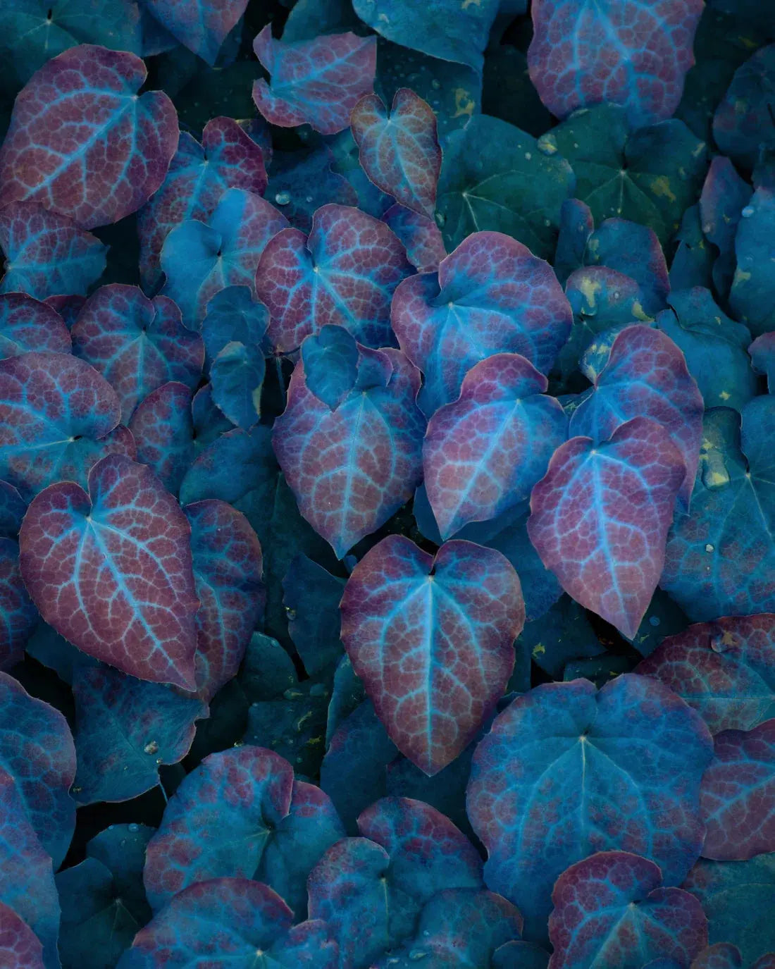 Barrenwort contemporary wall art print by Delaney Allen - sold by DROOL