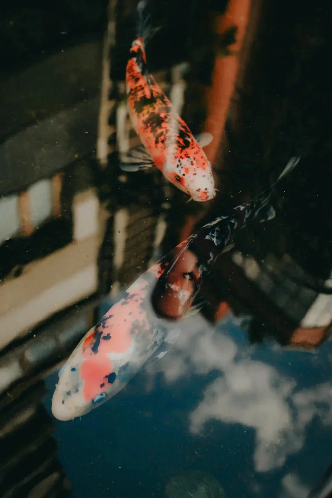 Koi Reflections contemporary wall art print by Wyatt Clough - sold by DROOL