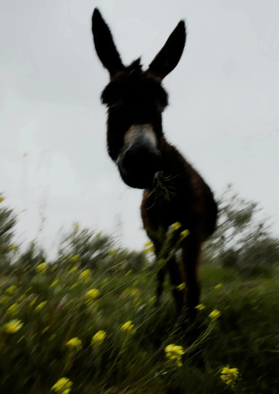 Morning Donkey contemporary wall art print by Omar Belattar - sold by DROOL