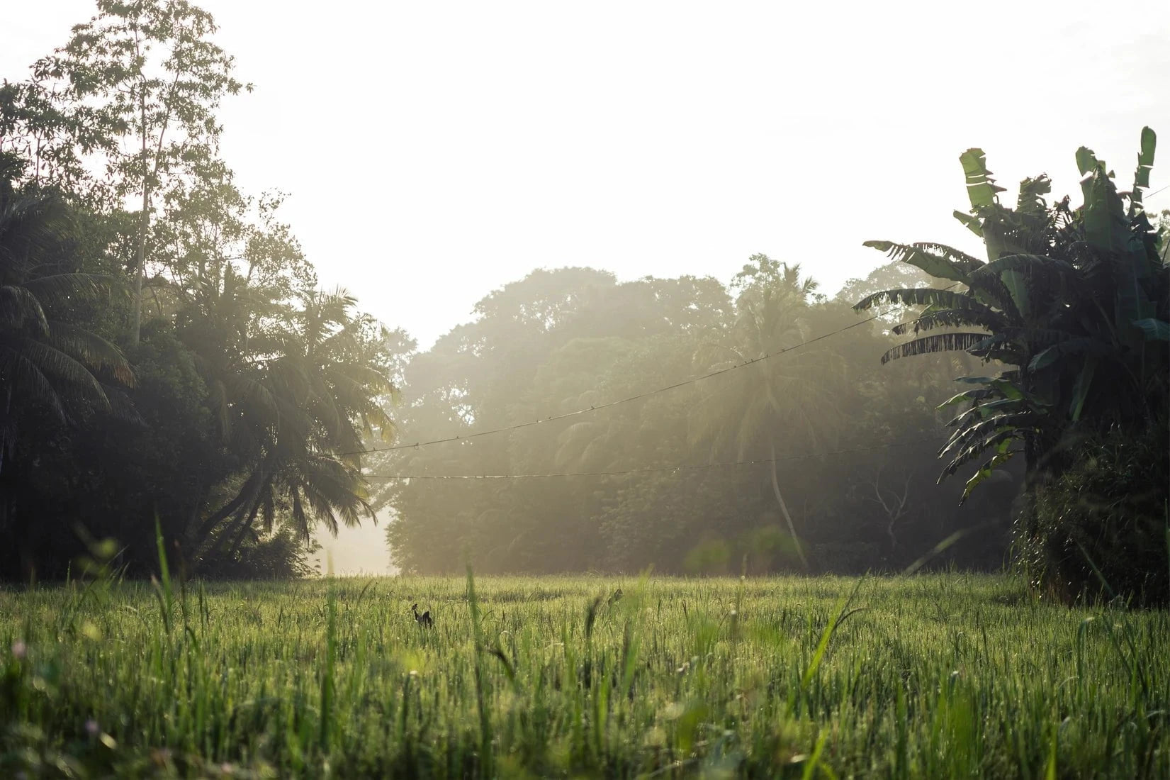 Morning in countryside contemporary wall art print by la_malinde - sold by DROOL