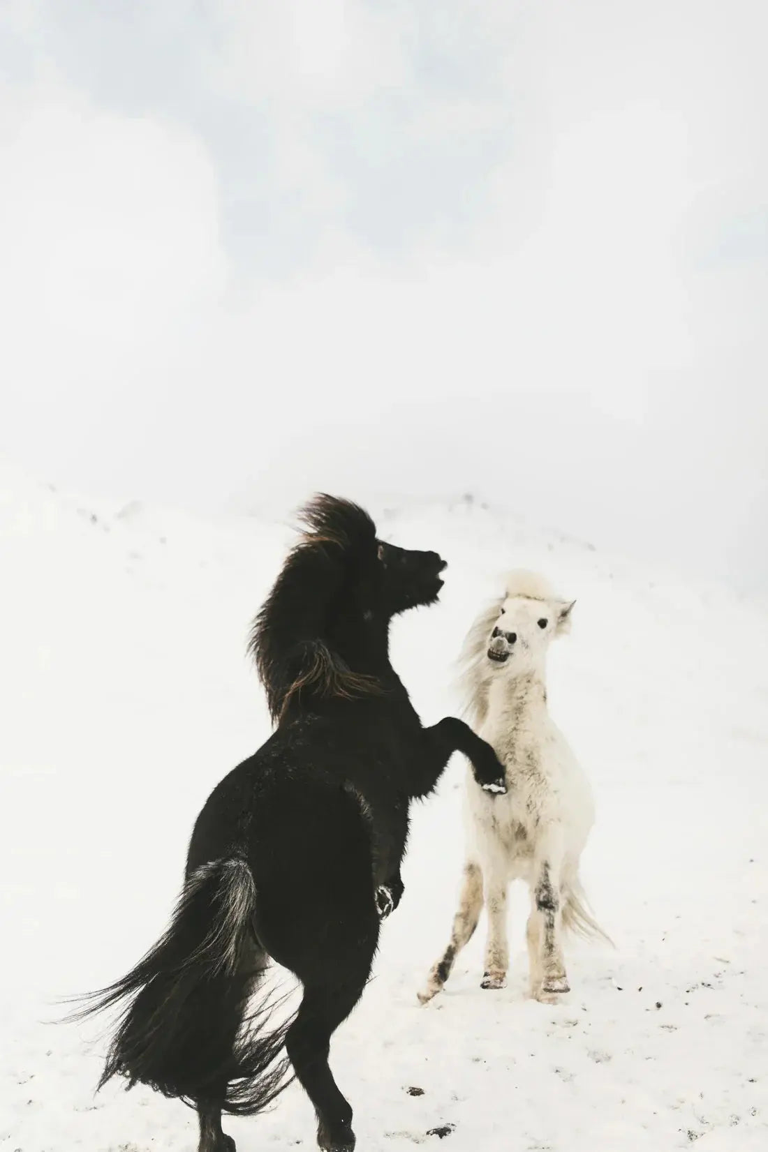 Frosty Duel contemporary wall art print by Mickael Samama - sold by DROOL