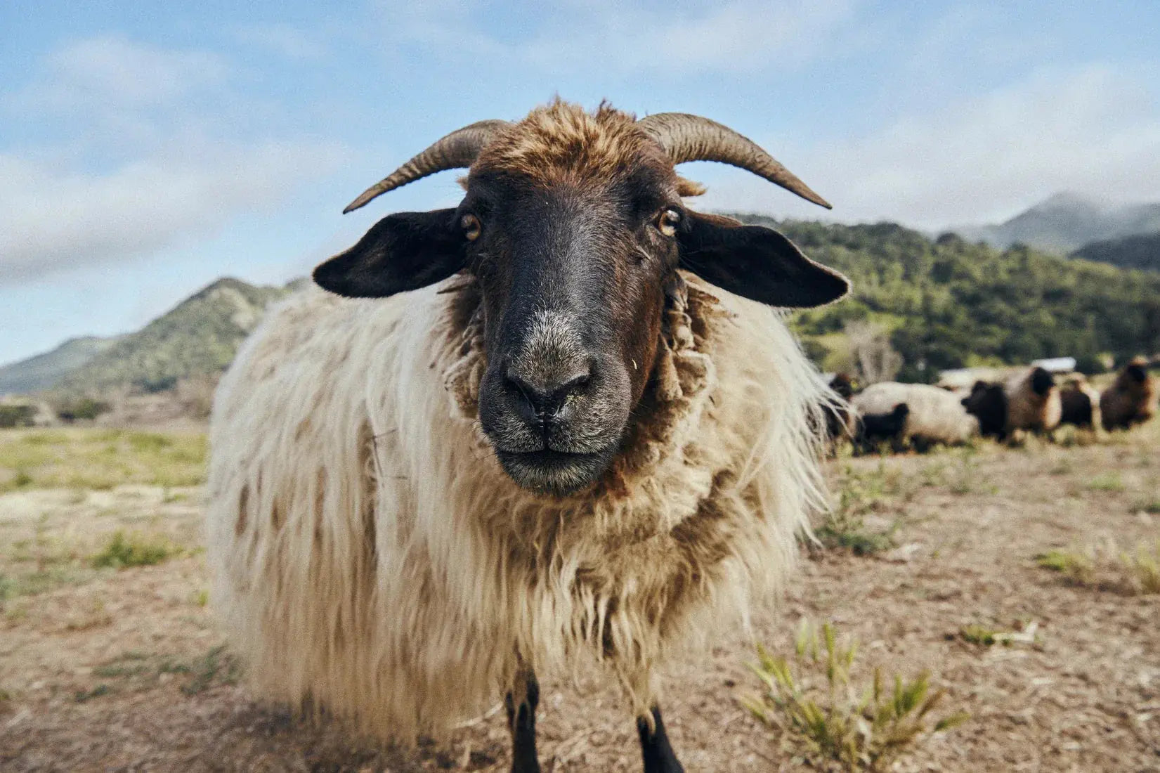 Ram Up Close contemporary wall art print by David Ardill - sold by DROOL