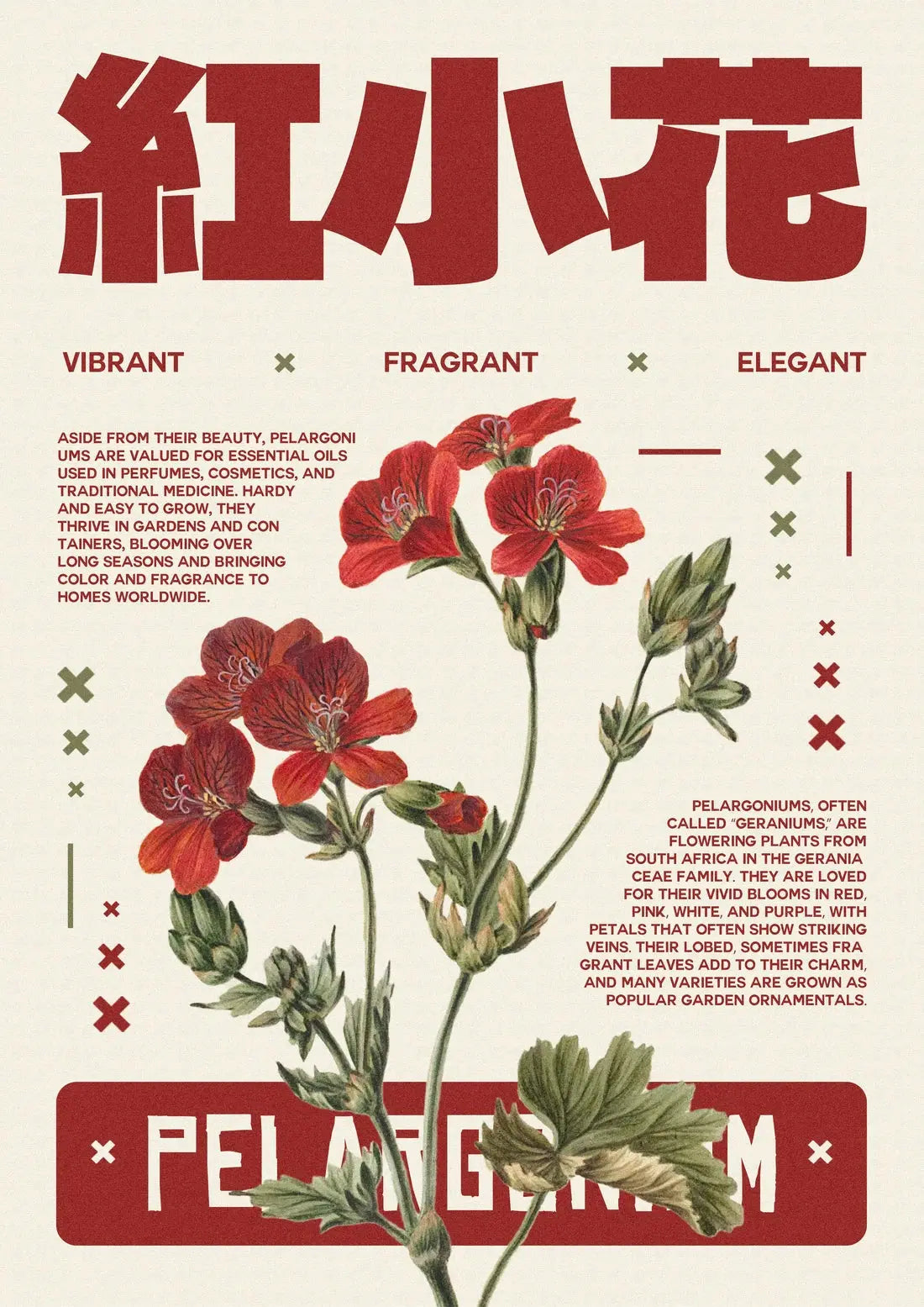 Pelargonium poster