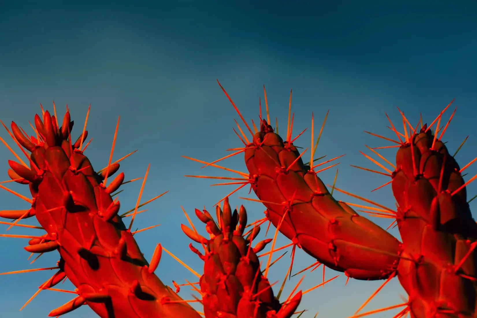 Crimson Cactus contemporary wall art print by Omar Belattar - sold by DROOL