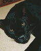 PROTECTOR contemporary wall art print by Ces XC - sold by DROOL