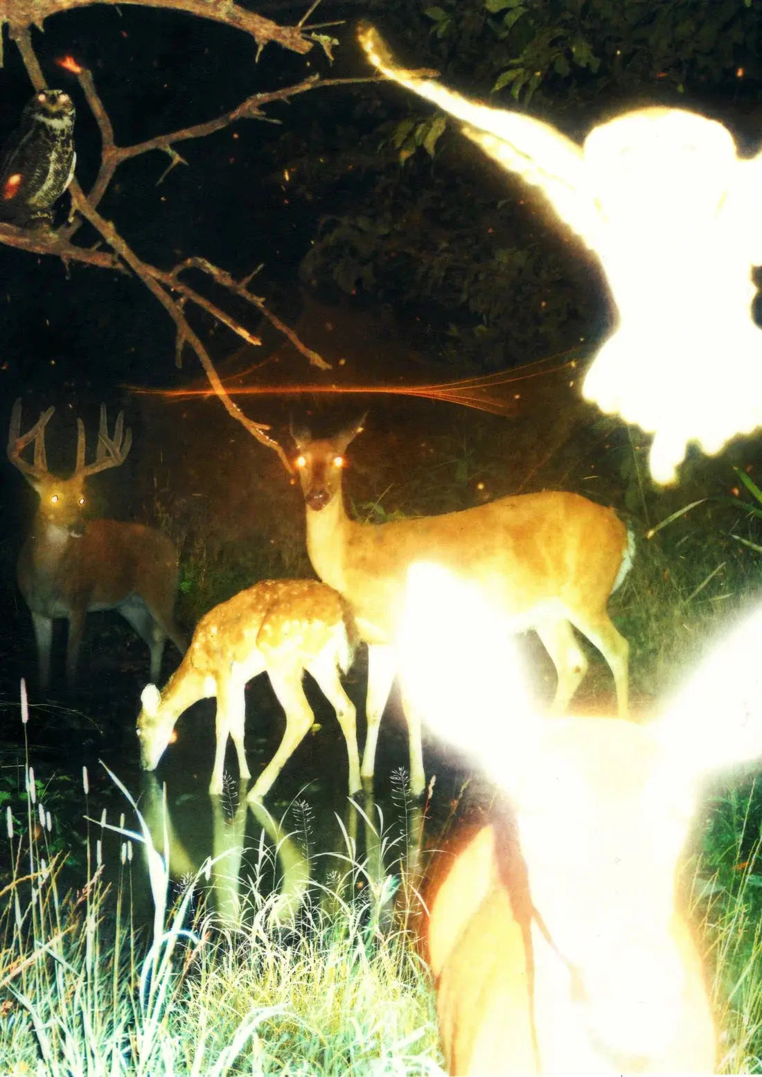 Trail Cam contemporary wall art print by Jean Pierre Consuegra - sold by DROOL