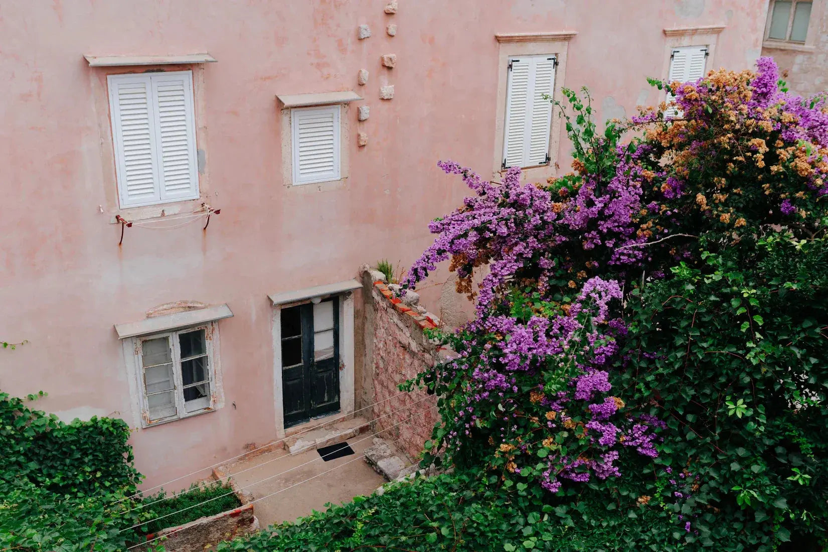 Pink Wall Bougainvillea contemporary wall art print by Sam Rouda - sold by DROOL