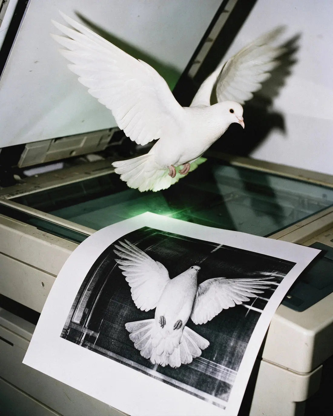 DOVE COPY.
