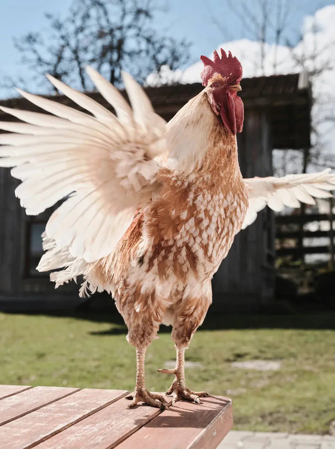 Backyard Rooster contemporary wall art print by Florian Maas - sold by DROOL