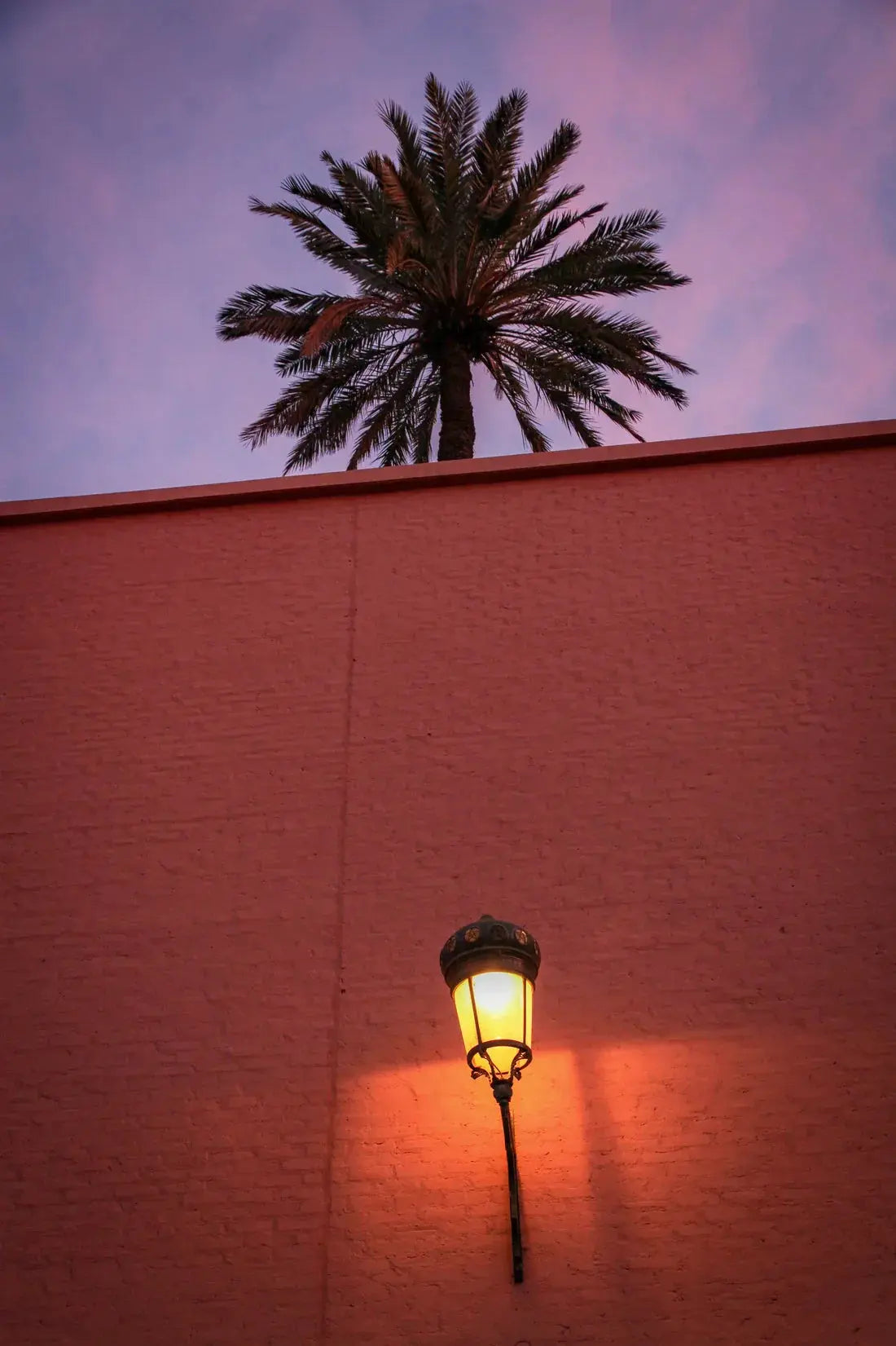 Night Palm contemporary wall art print by Christian Lathom-Sharp - sold by DROOL