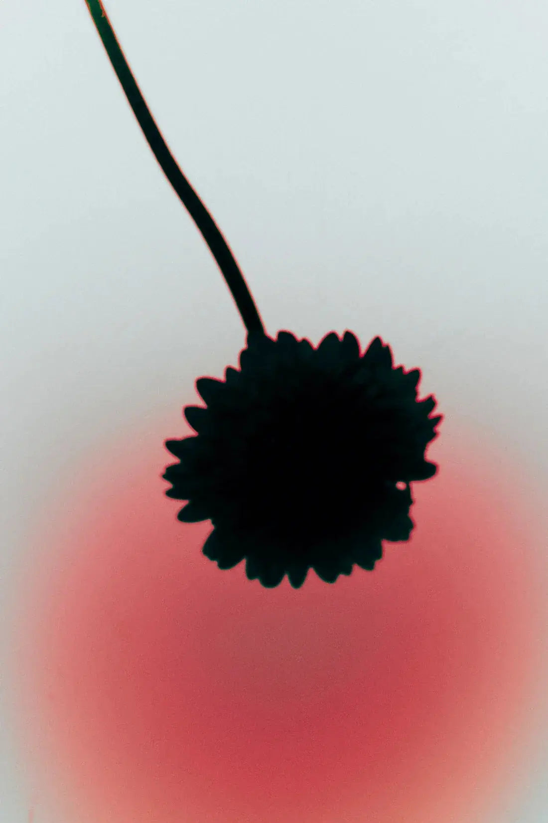 Flower Silhouette contemporary wall art print by Miles Caliboso - sold by DROOL