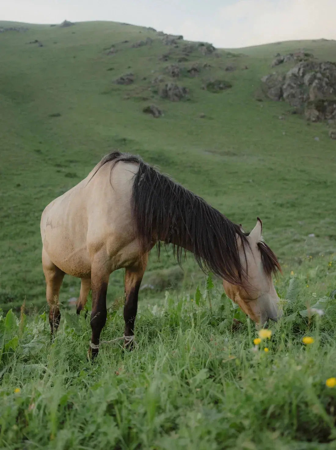GRAZE contemporary wall art print by Megan Rogers - sold by DROOL