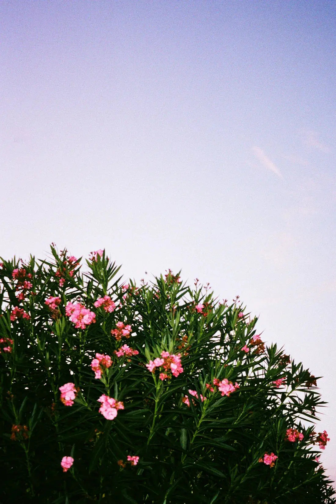 Pink Blossoms contemporary wall art print by Sebastian Wolf - sold by DROOL