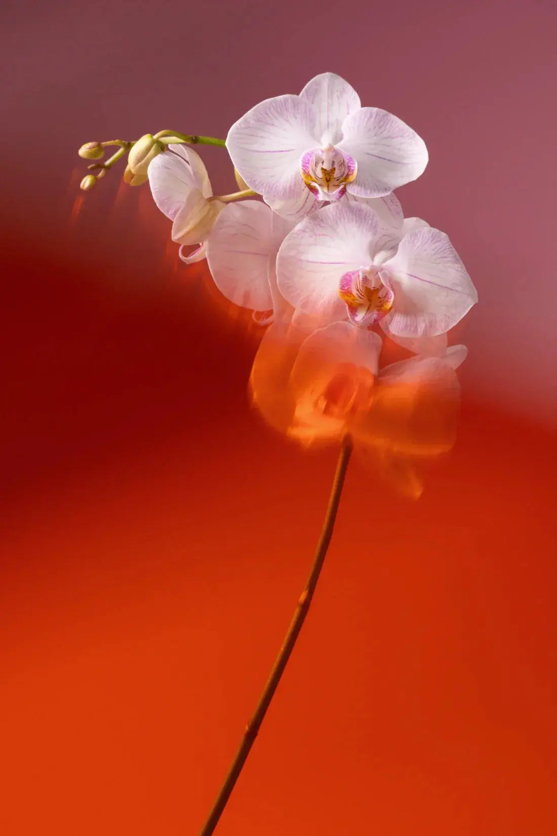 Blushing Orchid contemporary wall art print by Kristina Kulakova - sold by DROOL