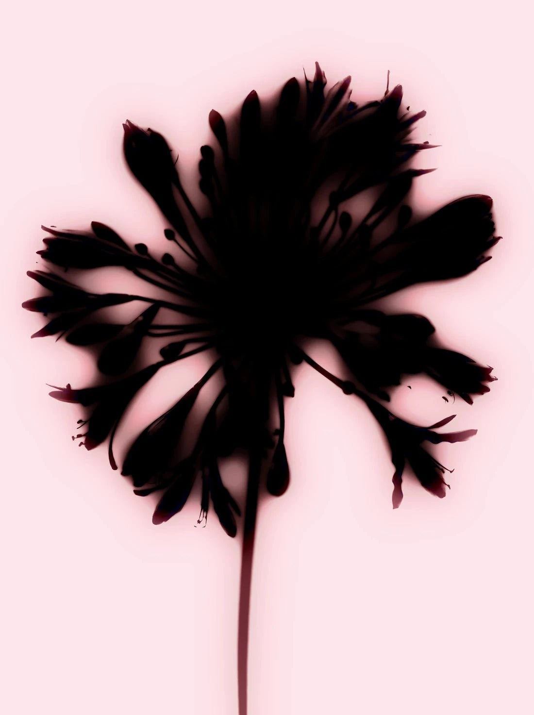 Blooming contemporary wall art print by Antoine Paikert - sold by DROOL
