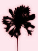 Blooming contemporary wall art print by Antoine Paikert - sold by DROOL