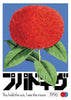 Ixora contemporary wall art print by George Kempster - sold by DROOL
