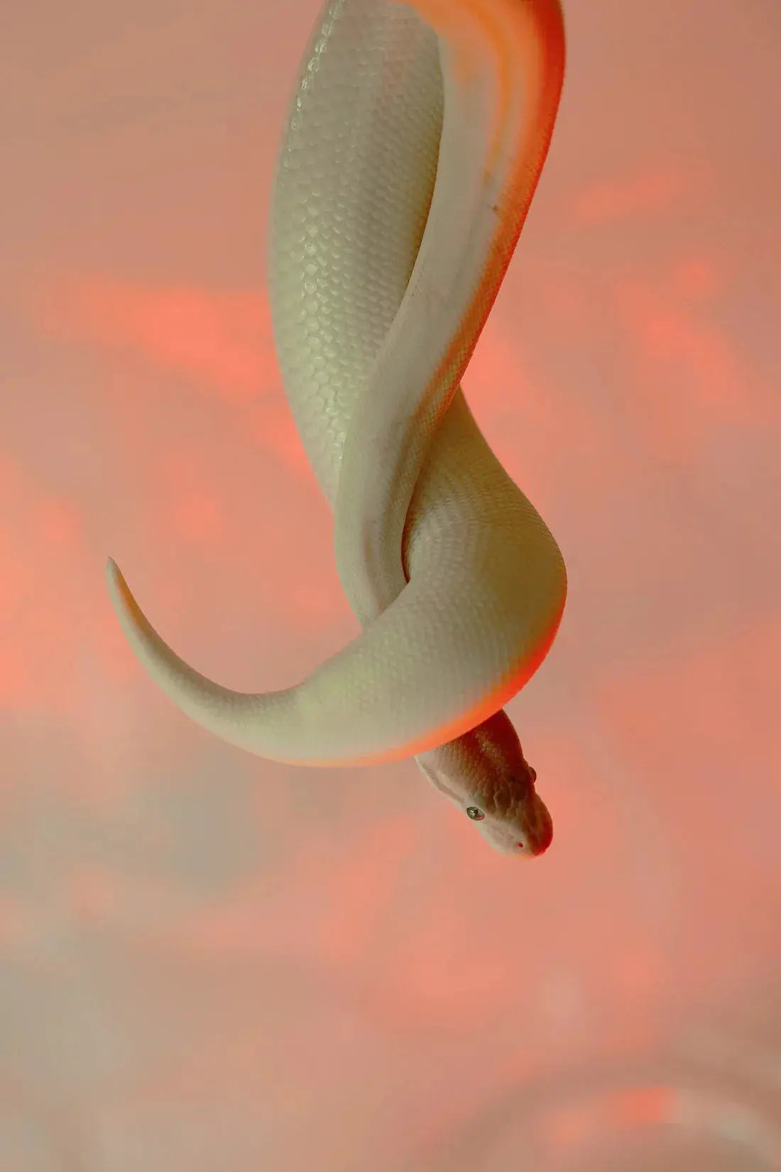 Venom Wrap contemporary wall art print by Cydney Holm - sold by DROOL