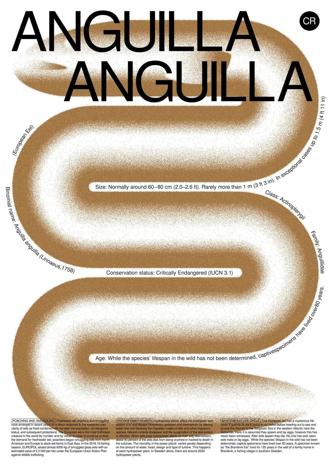 Anguilla contemporary wall art print by Studio Trikken - sold by DROOL