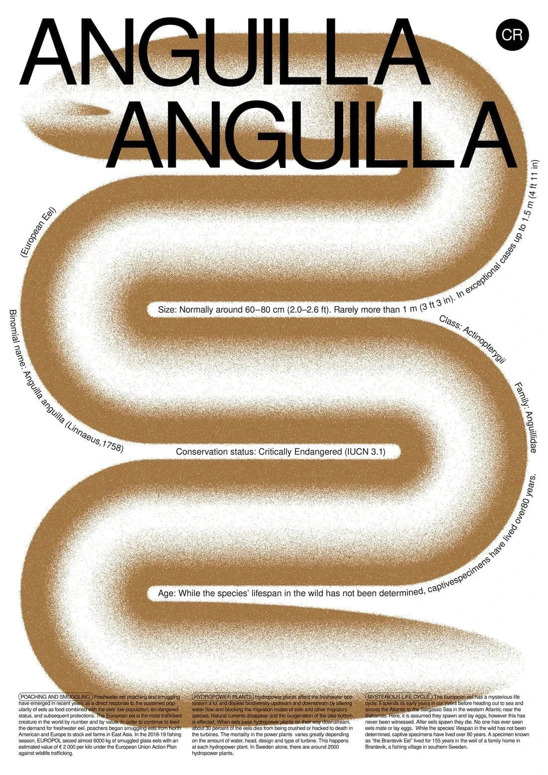Anguilla contemporary wall art print by Studio Trikken - sold by DROOL