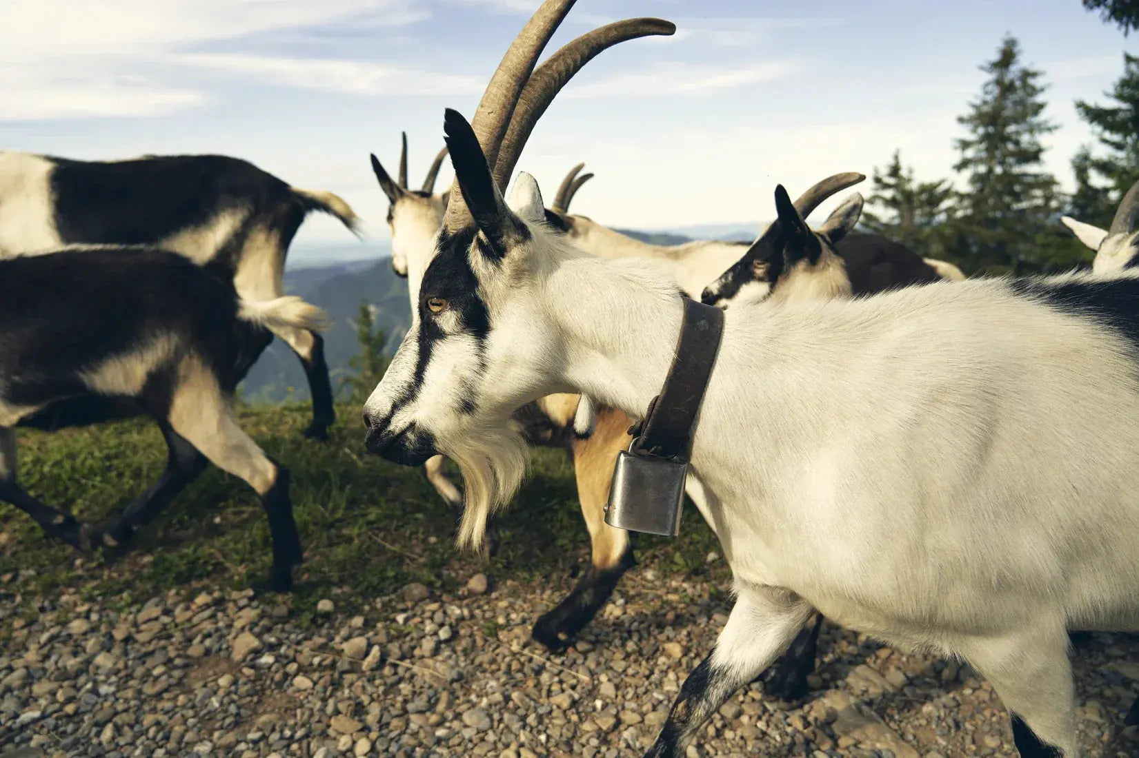 Mountain Herd contemporary wall art print by Shin Miura - sold by DROOL