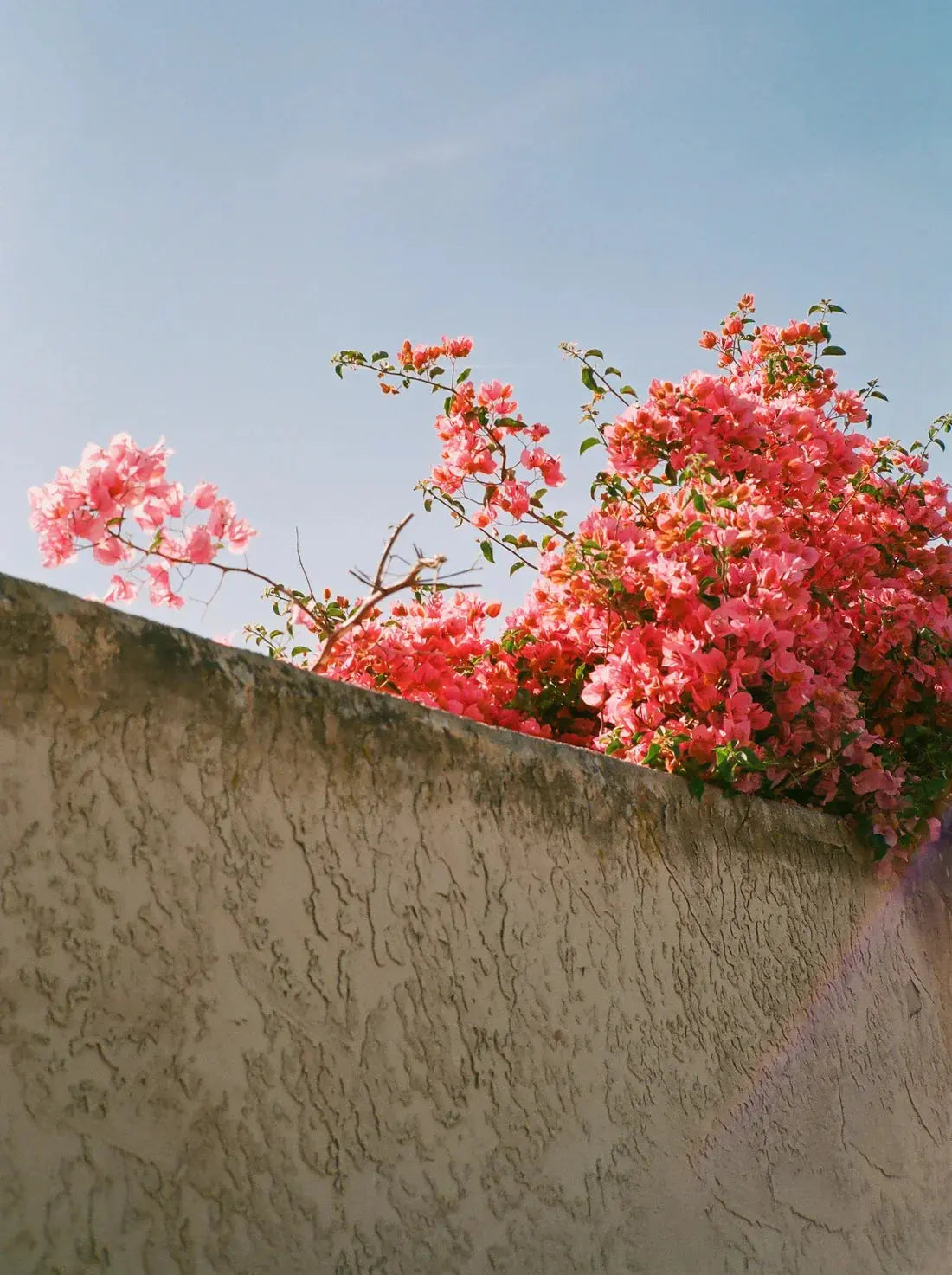 Pink Bloom contemporary wall art print by Brandon Chau - sold by DROOL