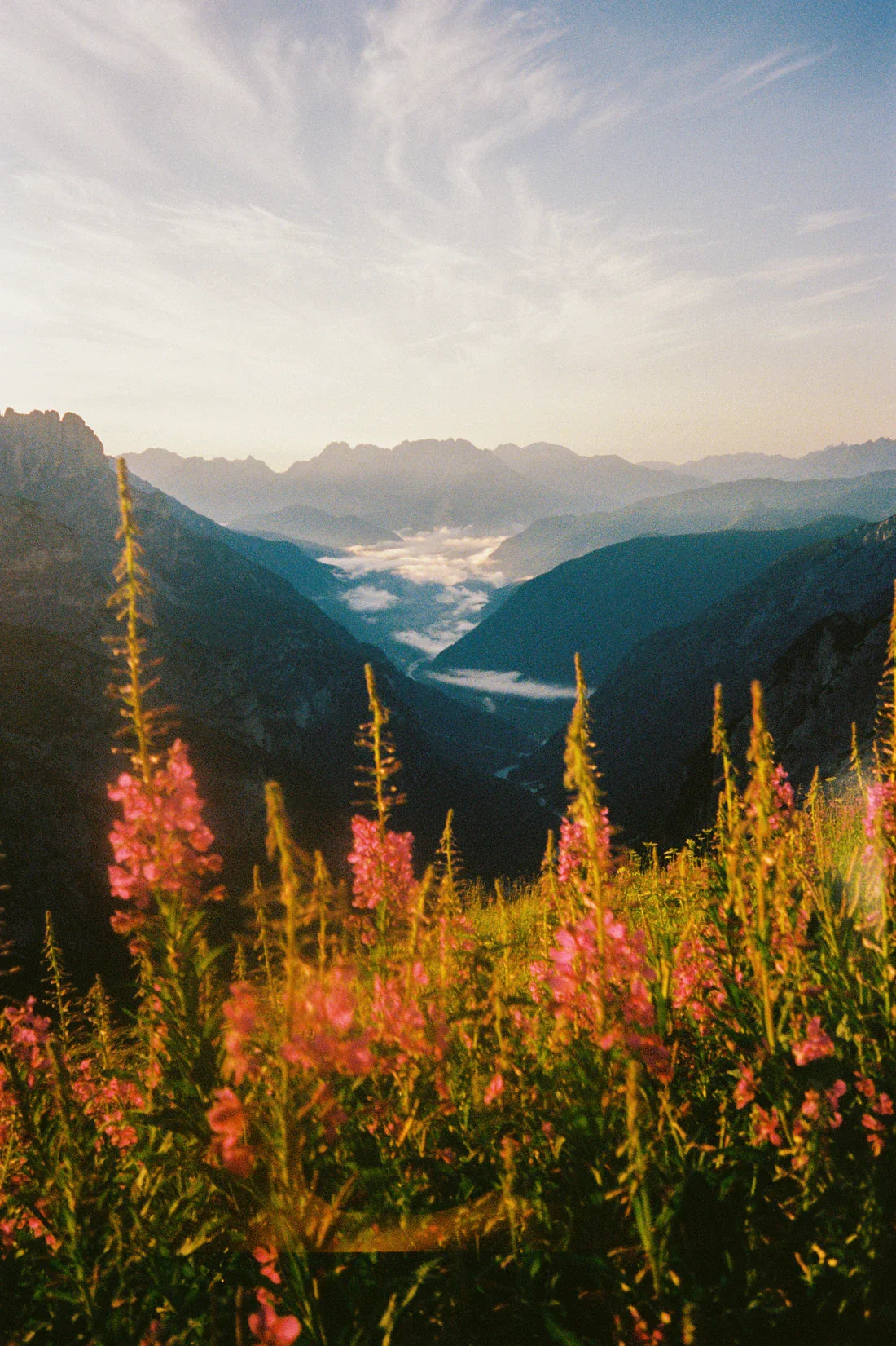 Wildflower contemporary wall art print by Jade Stephens - sold by DROOL