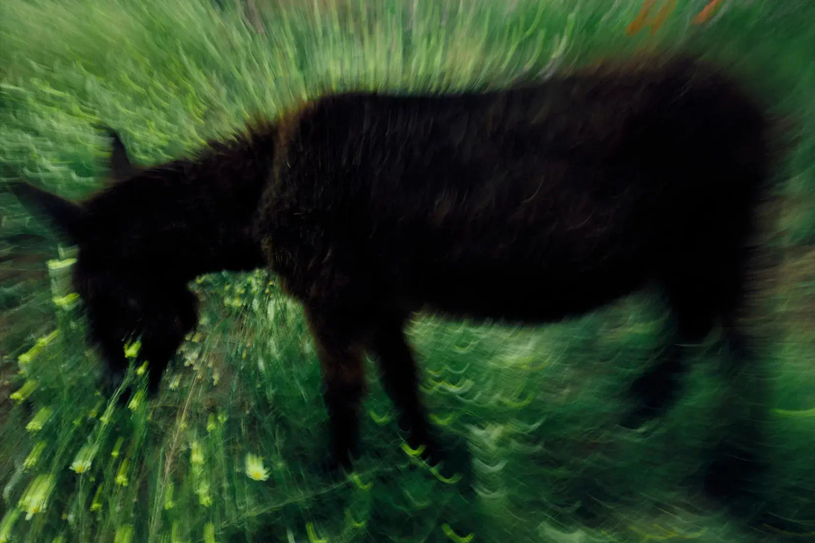 Grazing Donkey contemporary wall art print by Omar Belattar - sold by DROOL