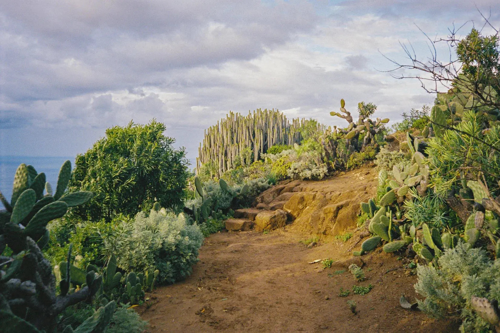 Cactus Path contemporary wall art print by Jade Stephens - sold by DROOL