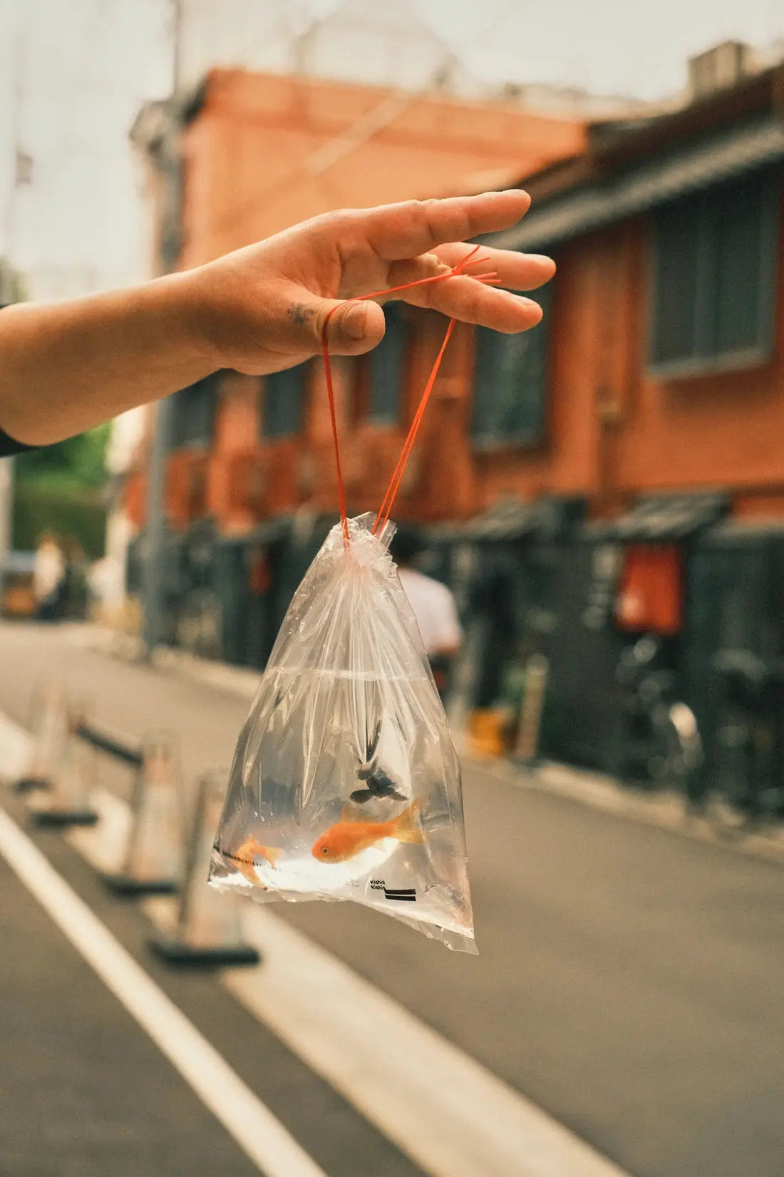A bag of fish