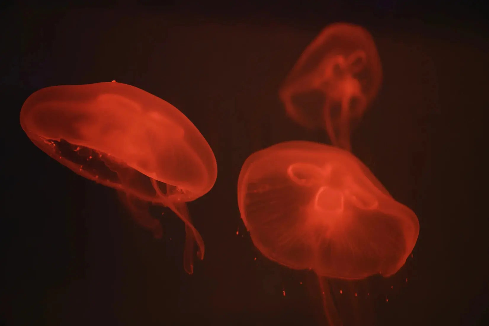 At the aquarium #4