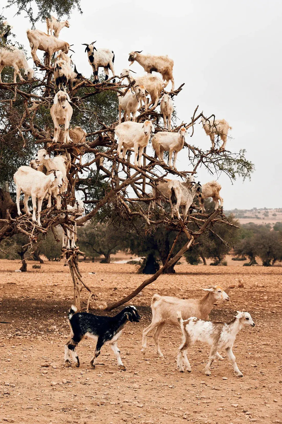 Goats contemporary wall art print by Bonnie Coumbe - sold by DROOL