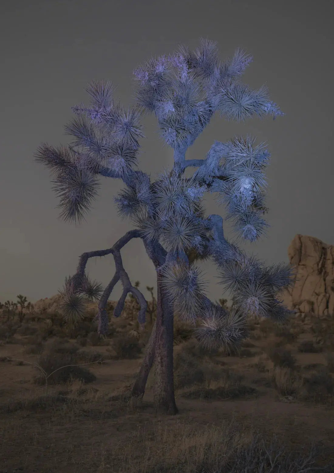 Joshua Tree contemporary wall art print by Delaney Allen - sold by DROOL