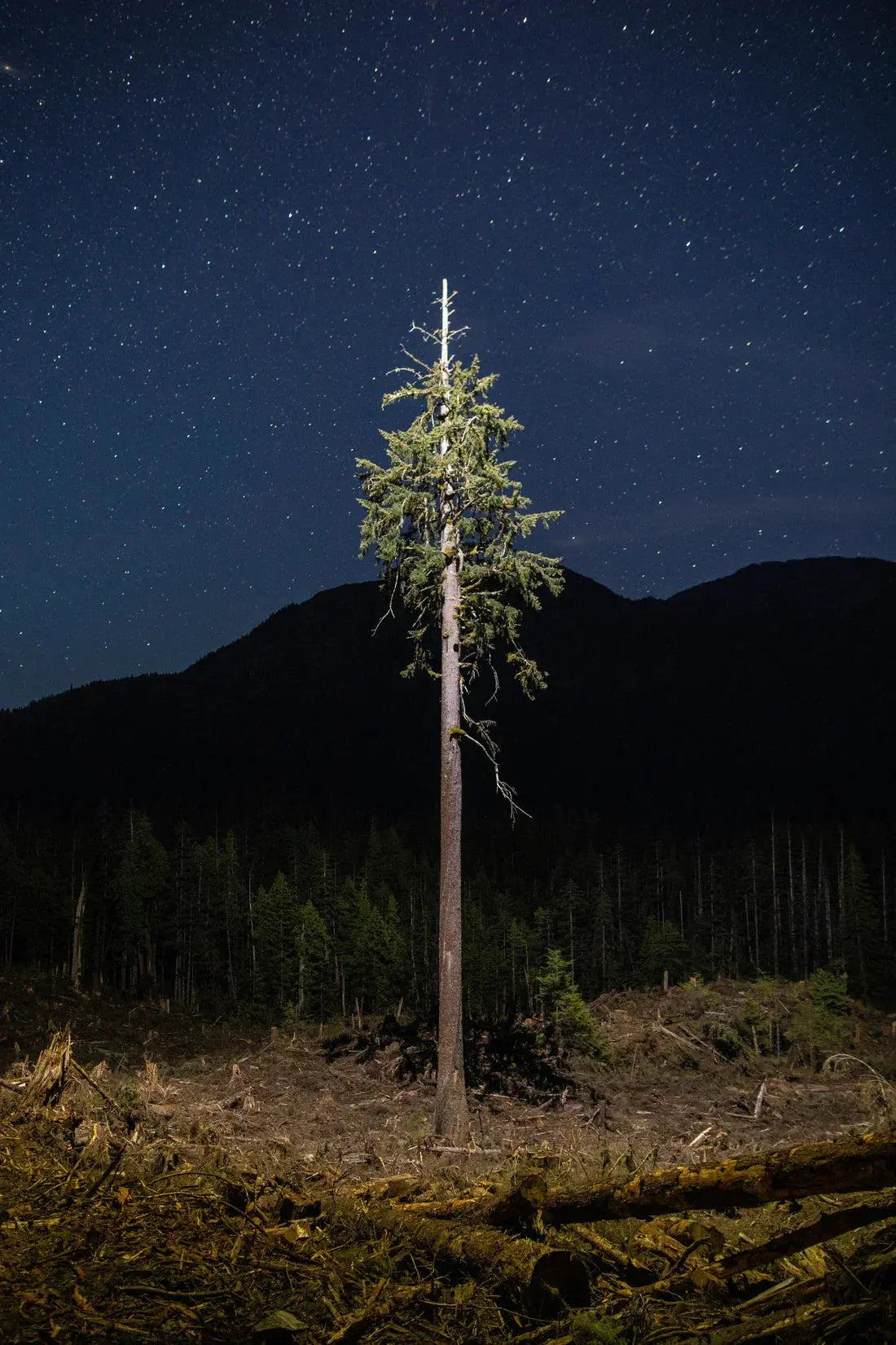 Lone Tree contemporary wall art print by Joshua Cogan - sold by DROOL