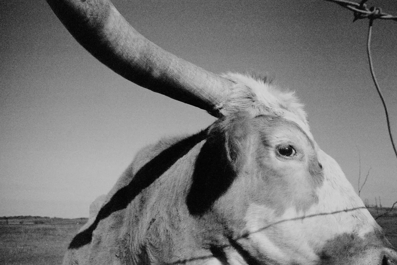 Longhorn Gaze contemporary wall art print by Lauren Withrow - sold by DROOL