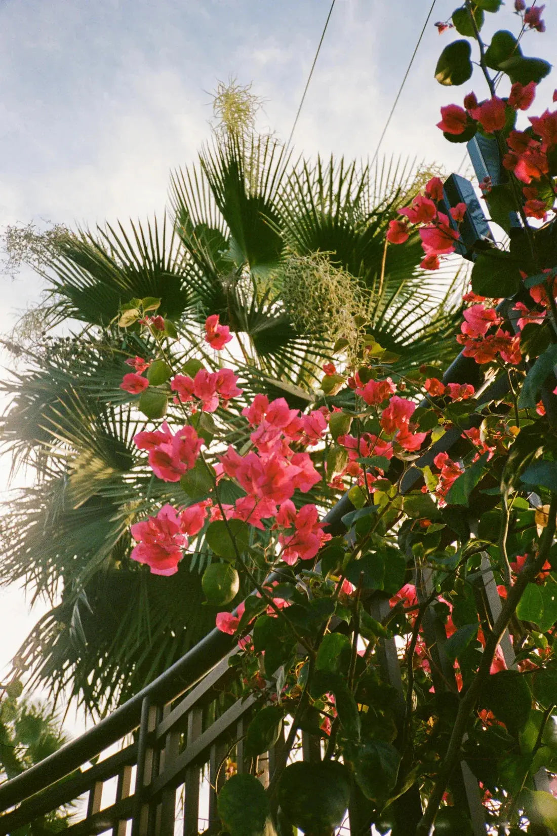 Bougainvillea contemporary wall art print by Robin Knuth - sold by DROOL