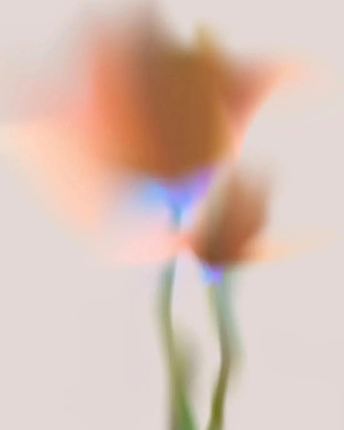 Orange Flower contemporary wall art print by Federico Sánchez - sold by DROOL