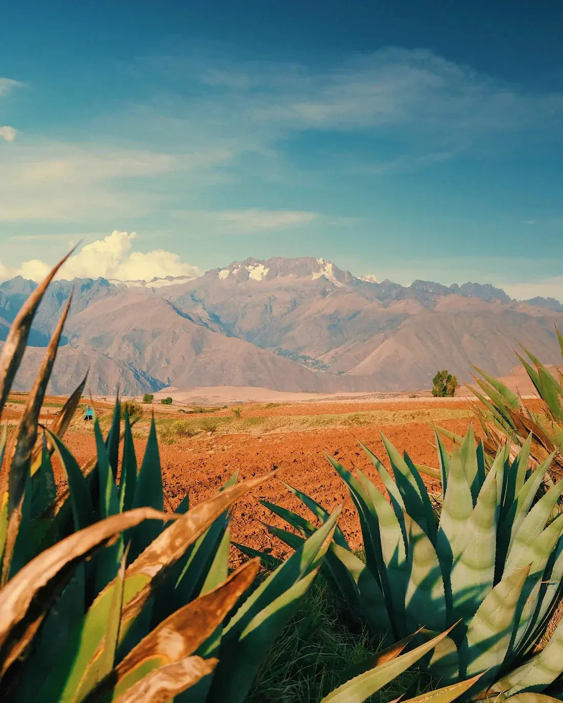 Desert Peak contemporary wall art print by Mandy Sham - sold by DROOL