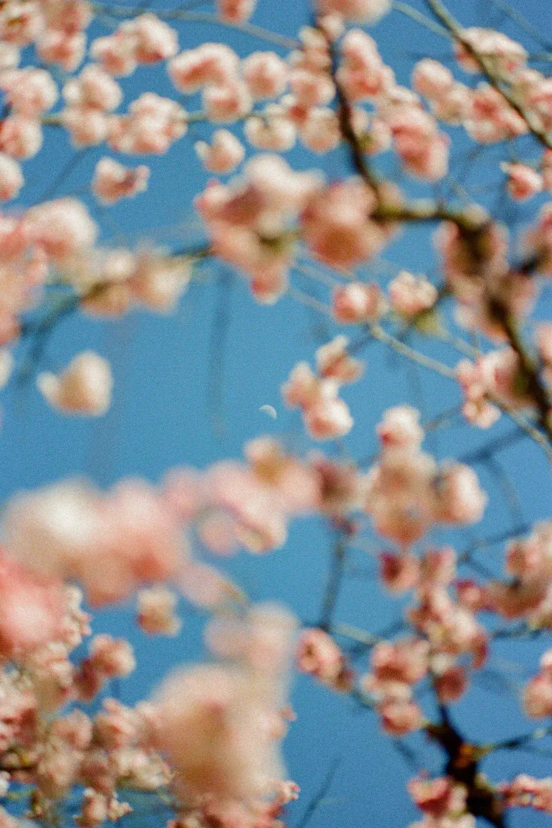 Cherrry Blossom contemporary wall art print by Kelsey Gallagher - sold by DROOL