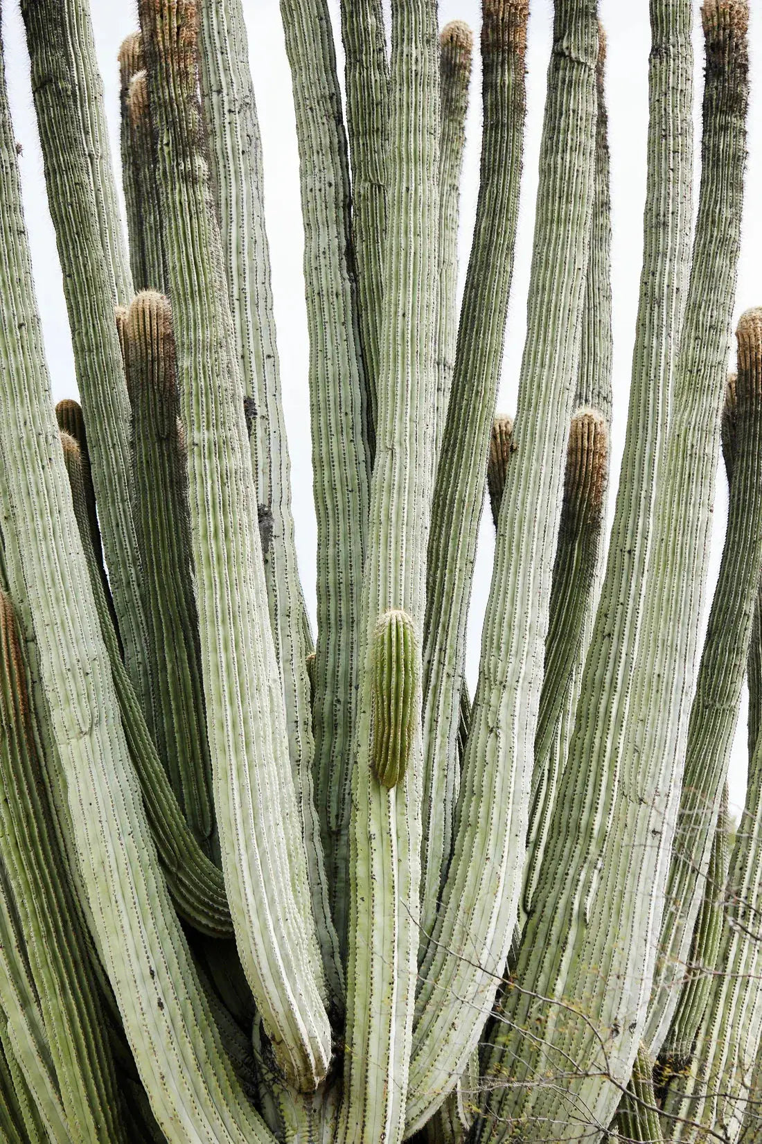 Spike contemporary wall art print by Rebecca Newman - sold by DROOL