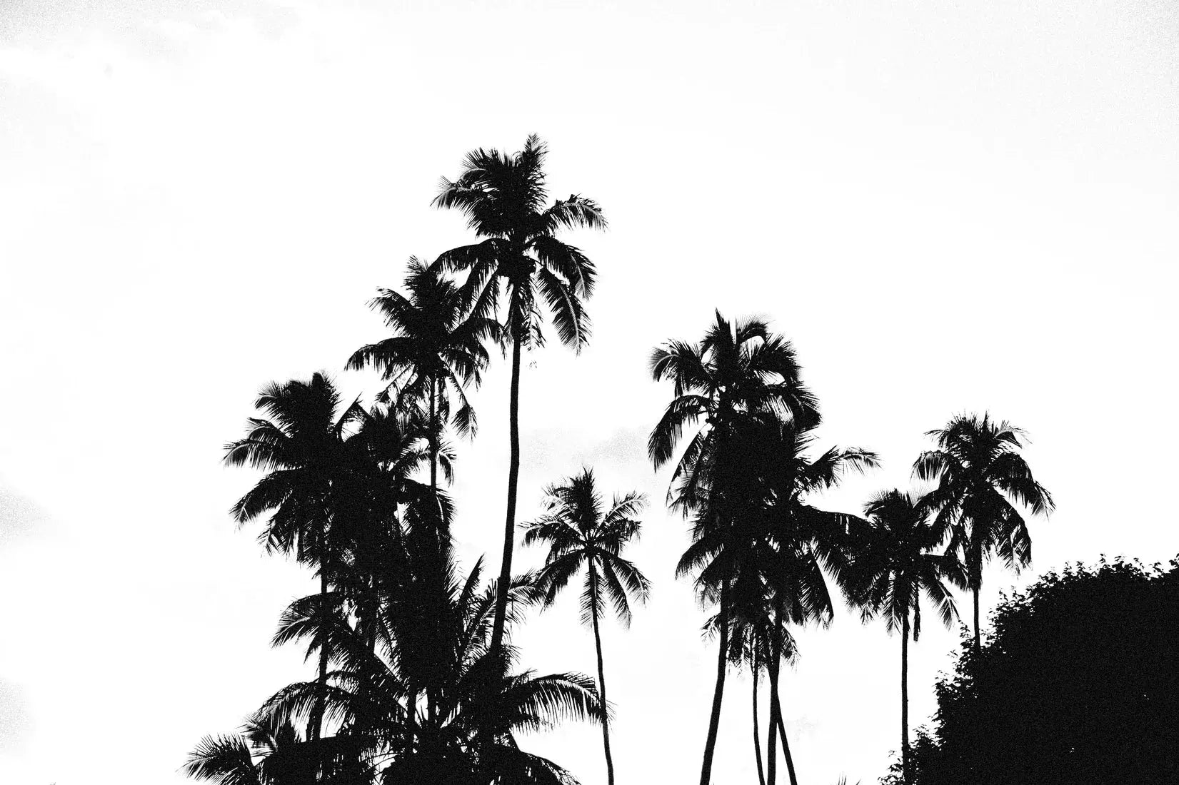 Palm Silhouettes contemporary wall art print by Ryan Borne - sold by DROOL