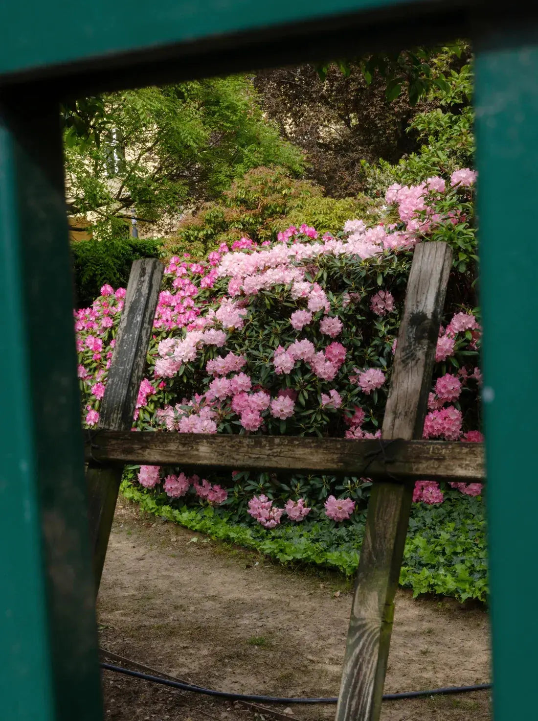 Pink Rhododendrons contemporary wall art print by Igor Zacharov - sold by DROOL
