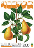 Two Pears contemporary wall art print by George Kempster - sold by DROOL