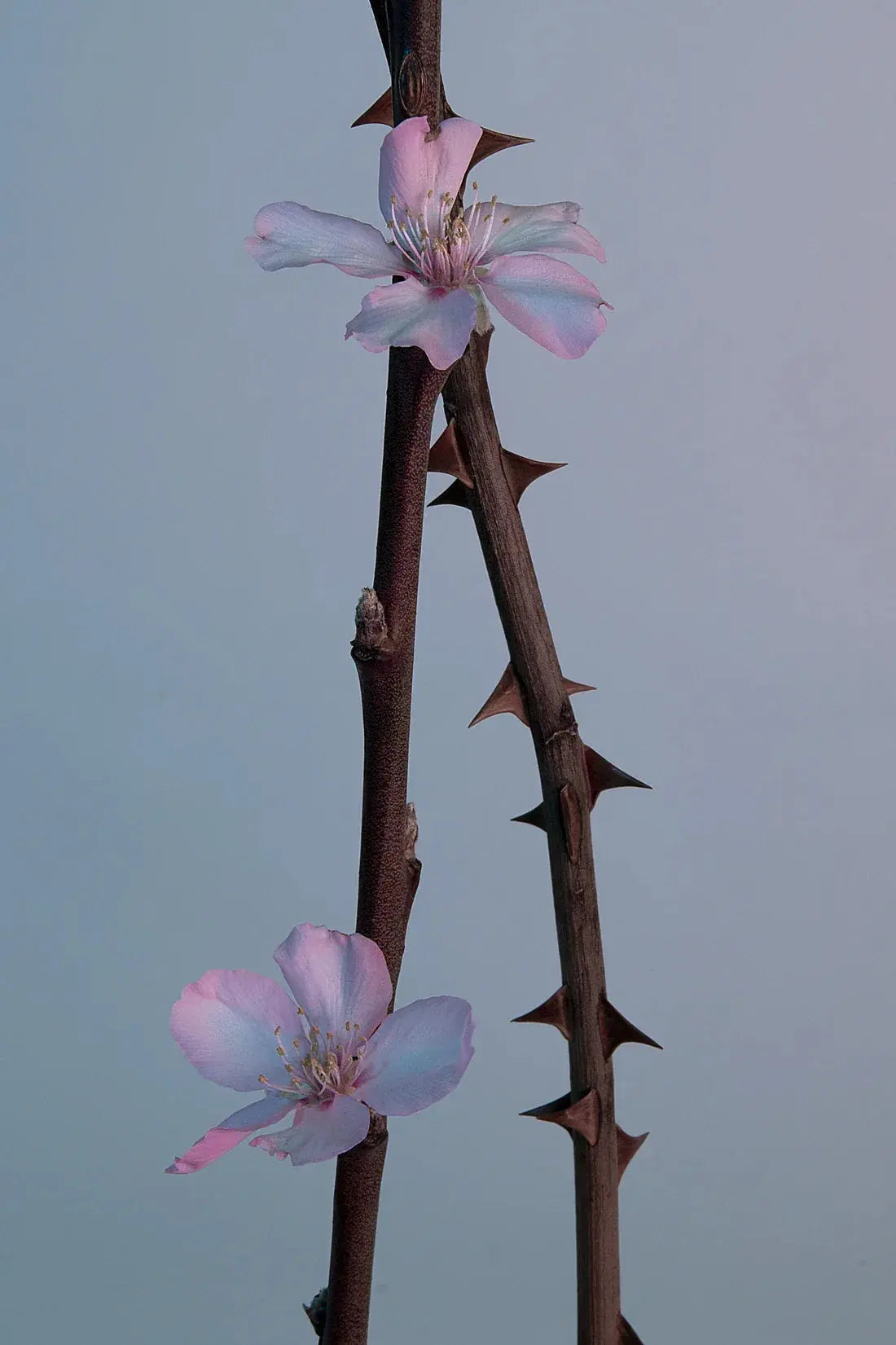 Pink thorns contemporary wall art print by Rowan Spray - sold by DROOL
