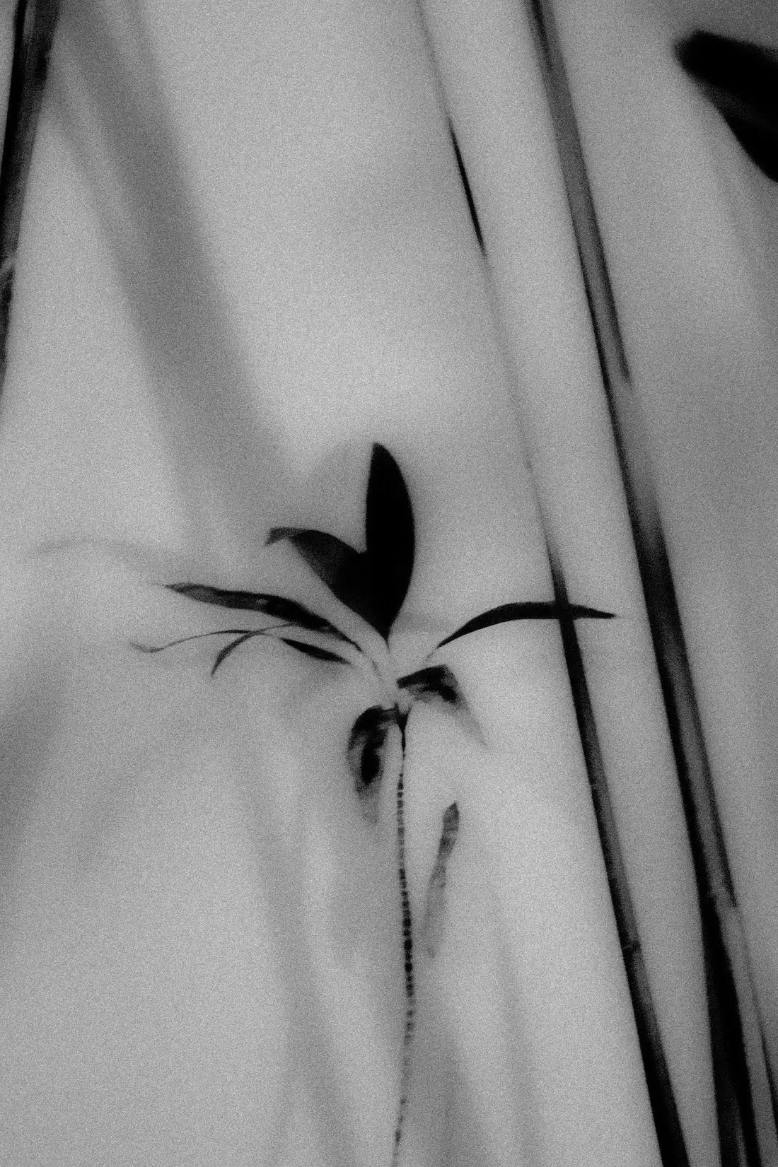Silhouetted Plant contemporary wall art print by Laura James - sold by DROOL