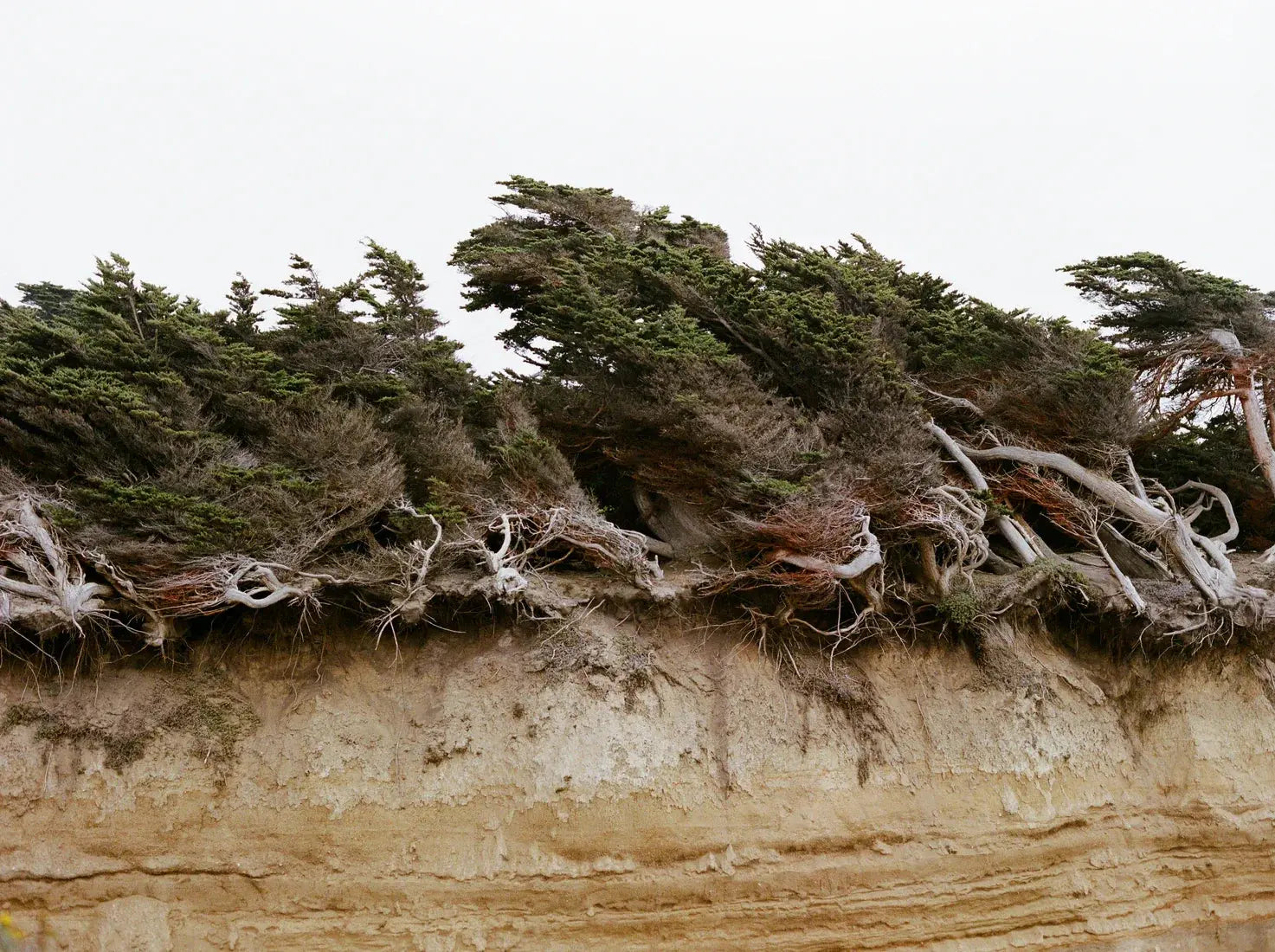 Windblown Trees contemporary wall art print by Nirav Patel - sold by DROOL
